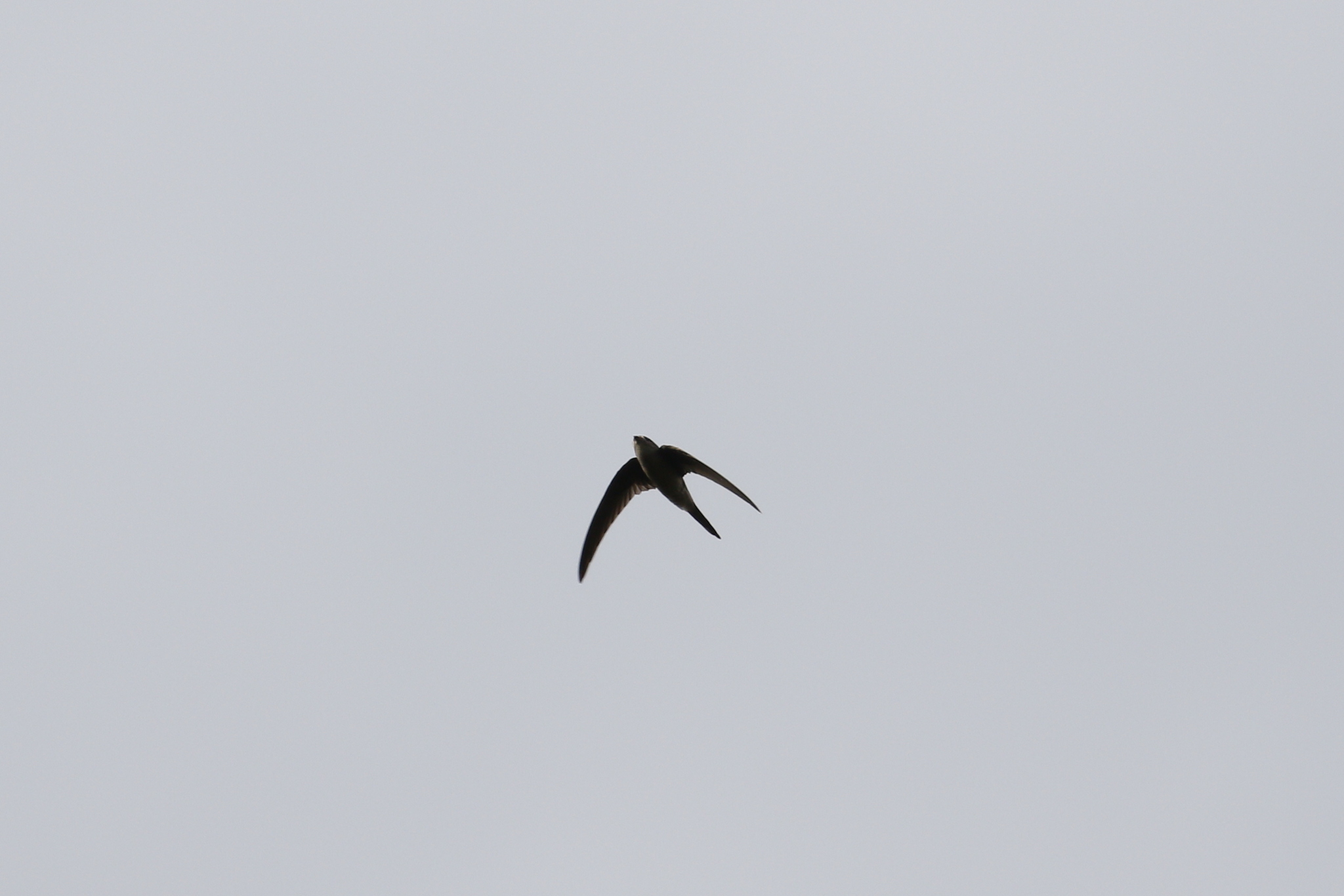 Asian Palm Swift (Cypsiurus balasiensis), photo 5