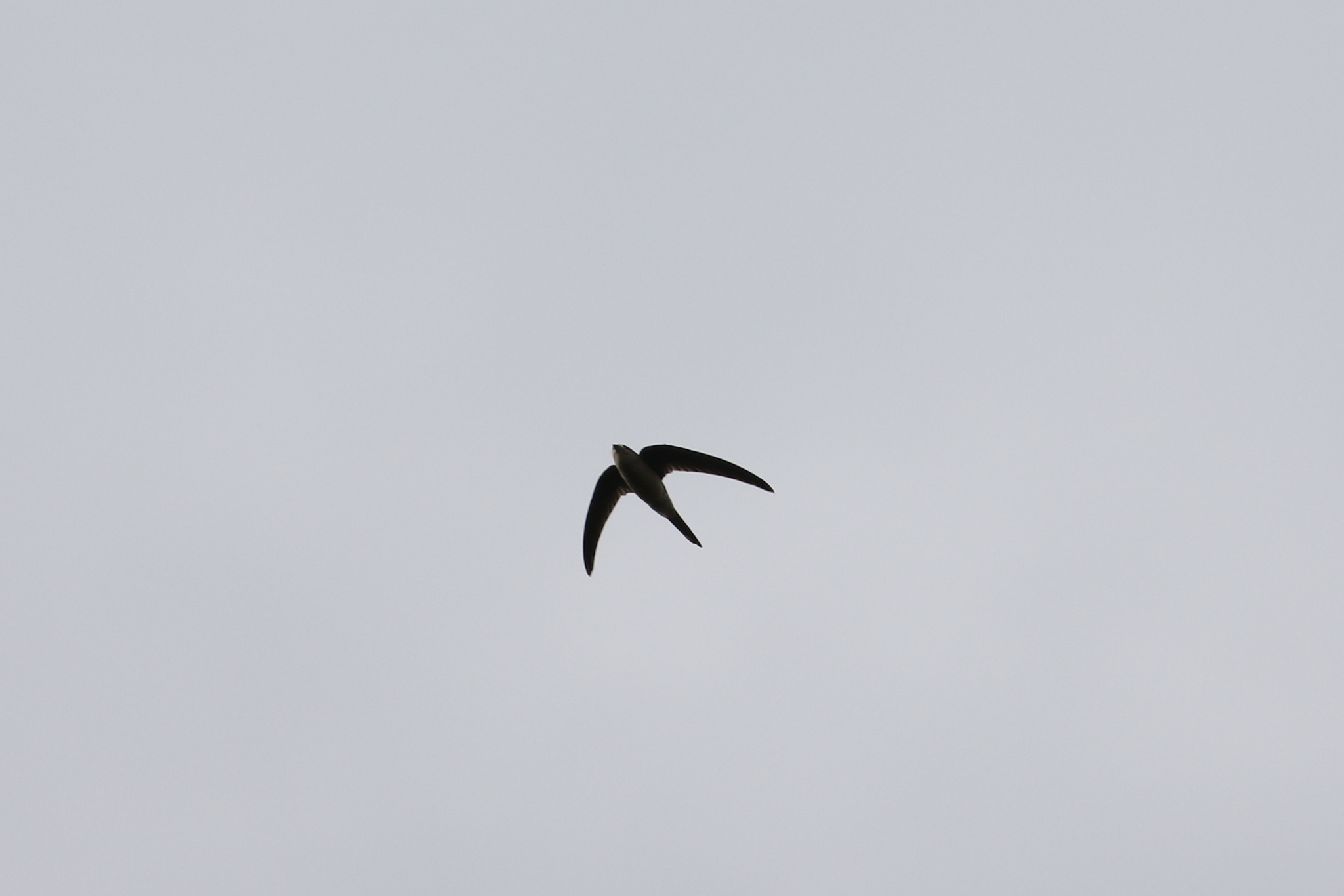 Asian Palm Swift (Cypsiurus balasiensis), photo 6