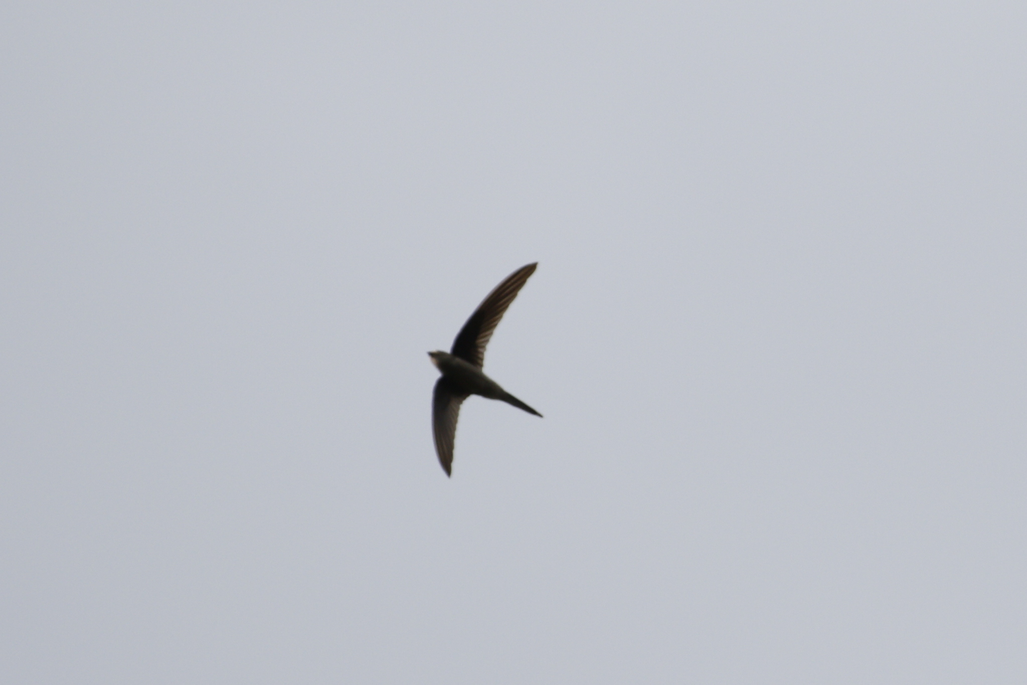 Asian Palm Swift (Cypsiurus balasiensis), photo 7