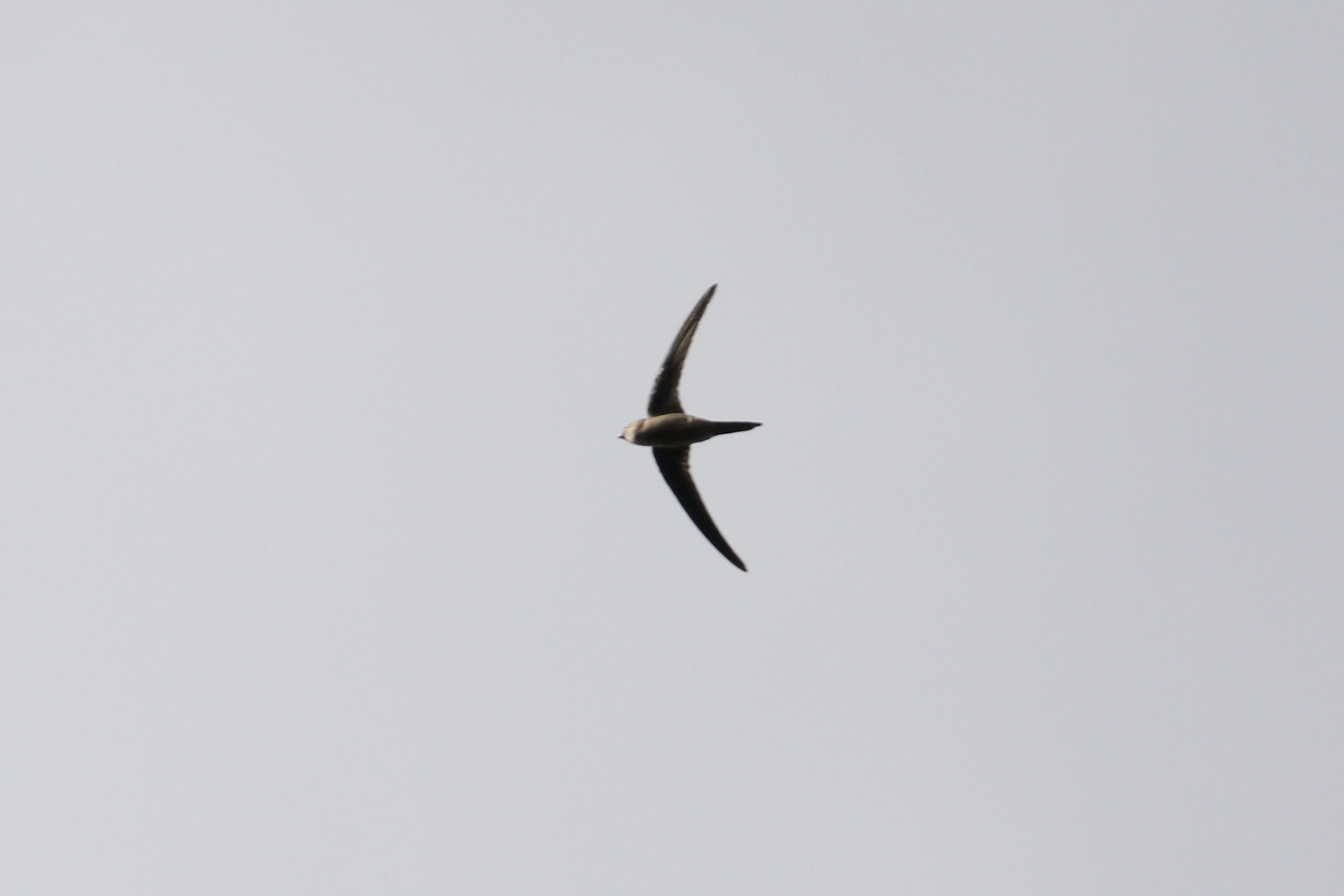 Asian Palm Swift (Cypsiurus balasiensis), photo 8