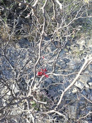 Erythrostemon melanadenius