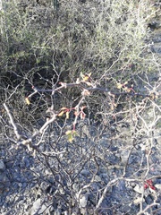 Erythrostemon melanadenius