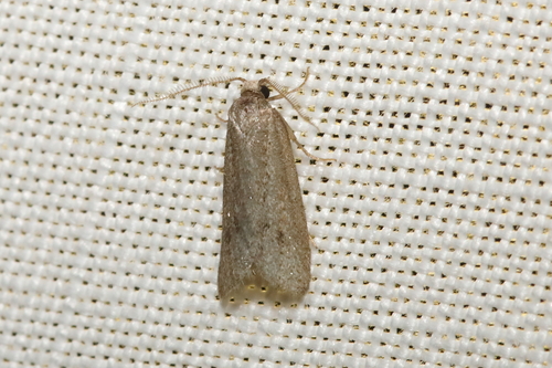 Ditula joannisiana