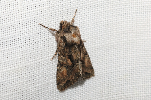 Sombre Brocade
