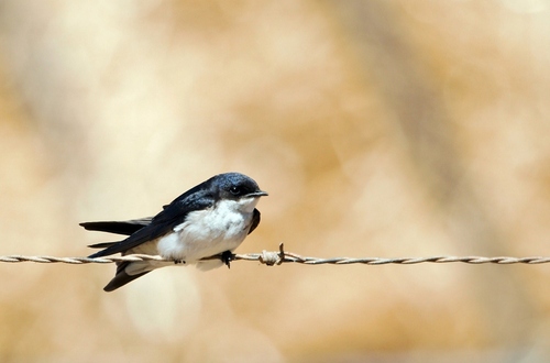Pearl-breasted Swallow (Hirundo dimidiata), photo 2
