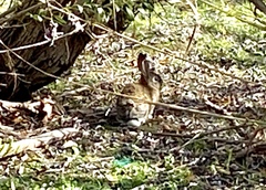 Sylvilagus audubonii