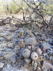 Mammillaria haageana meissneri