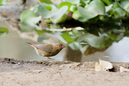 Red-billed Firefinch (Lagonosticta senegala), photo 9