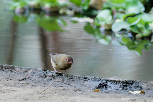 Red-billed Firefinch (Lagonosticta senegala), photo 10