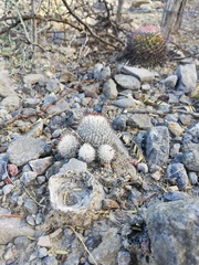 Mammillaria haageana meissneri