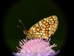 Melitaea athalia