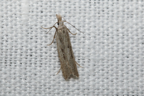 Dichomeris helianthemi