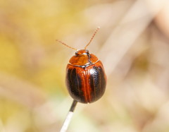 Dicranosterna immaculata