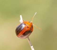 Dicranosterna immaculata