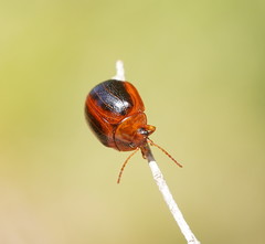 Dicranosterna immaculata