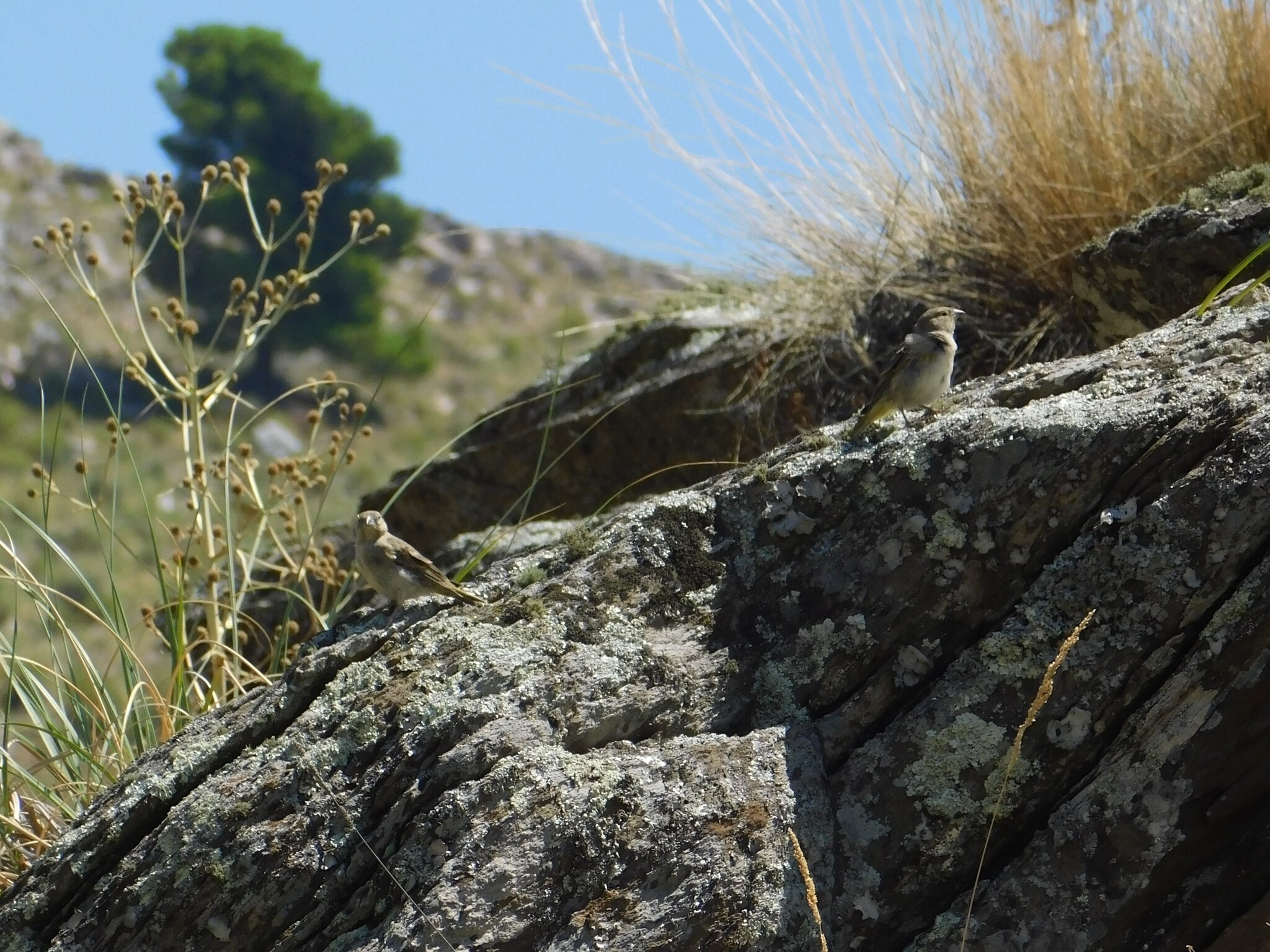 Greater Yellow Finch (Sicalis auriventris), photo 3