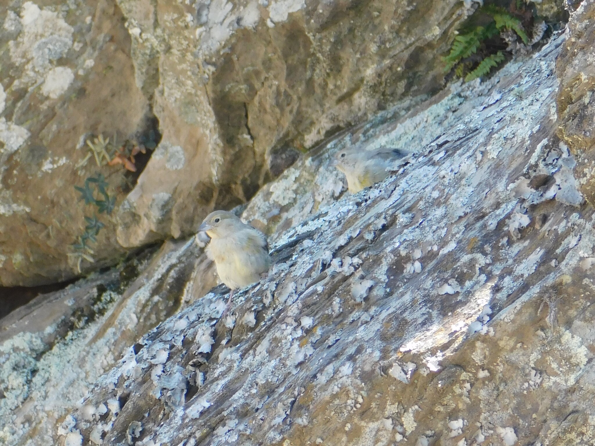 Greater Yellow Finch (Sicalis auriventris), photo 4