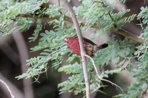 Red-billed Firefinch (Lagonosticta senegala), photo 7
