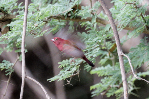 Red-billed Firefinch (Lagonosticta senegala), photo 8