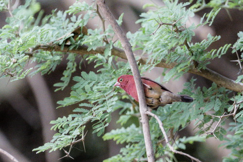 Red-billed Firefinch (Lagonosticta senegala), photo 2