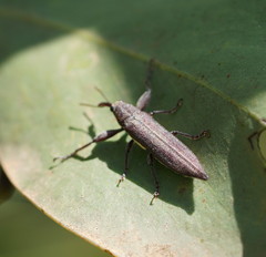 Rhinotia phoenicoptera