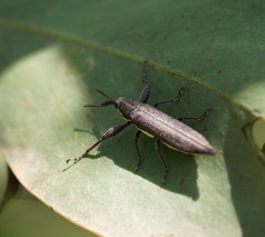 Rhinotia phoenicoptera