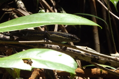 Eutropis rudis