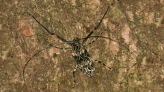 Acrocinus longimanus image