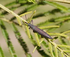Rhinotia phoenicoptera