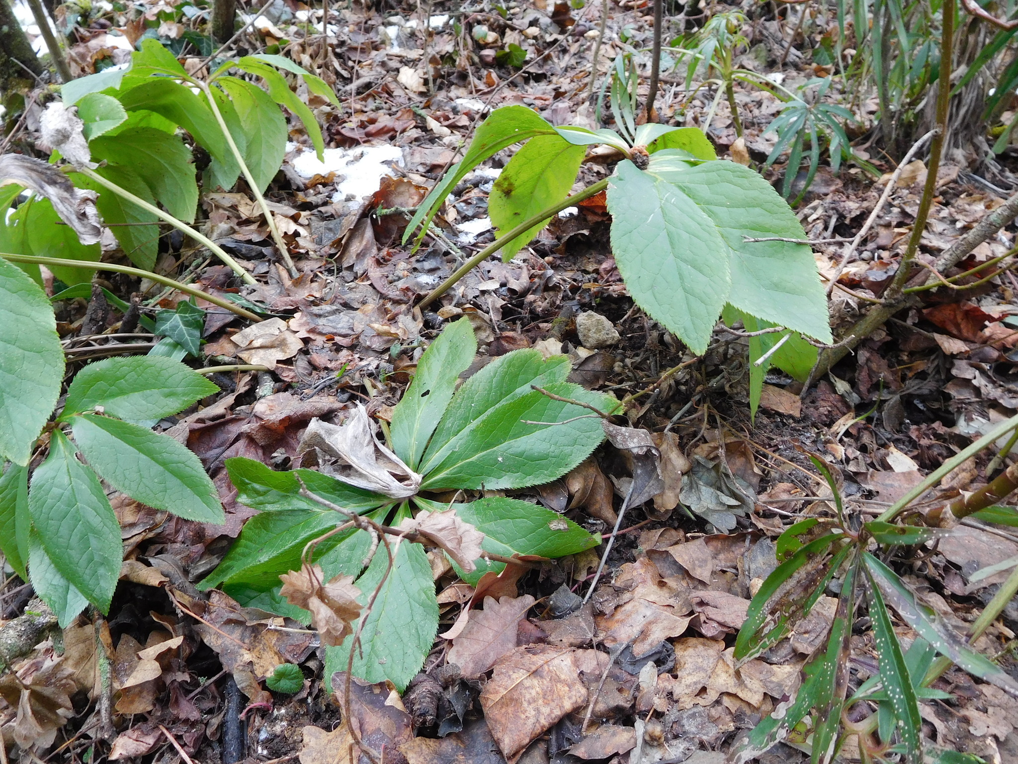 Christmas rose