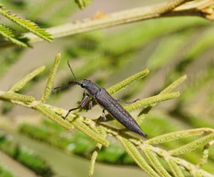 Rhinotia phoenicoptera