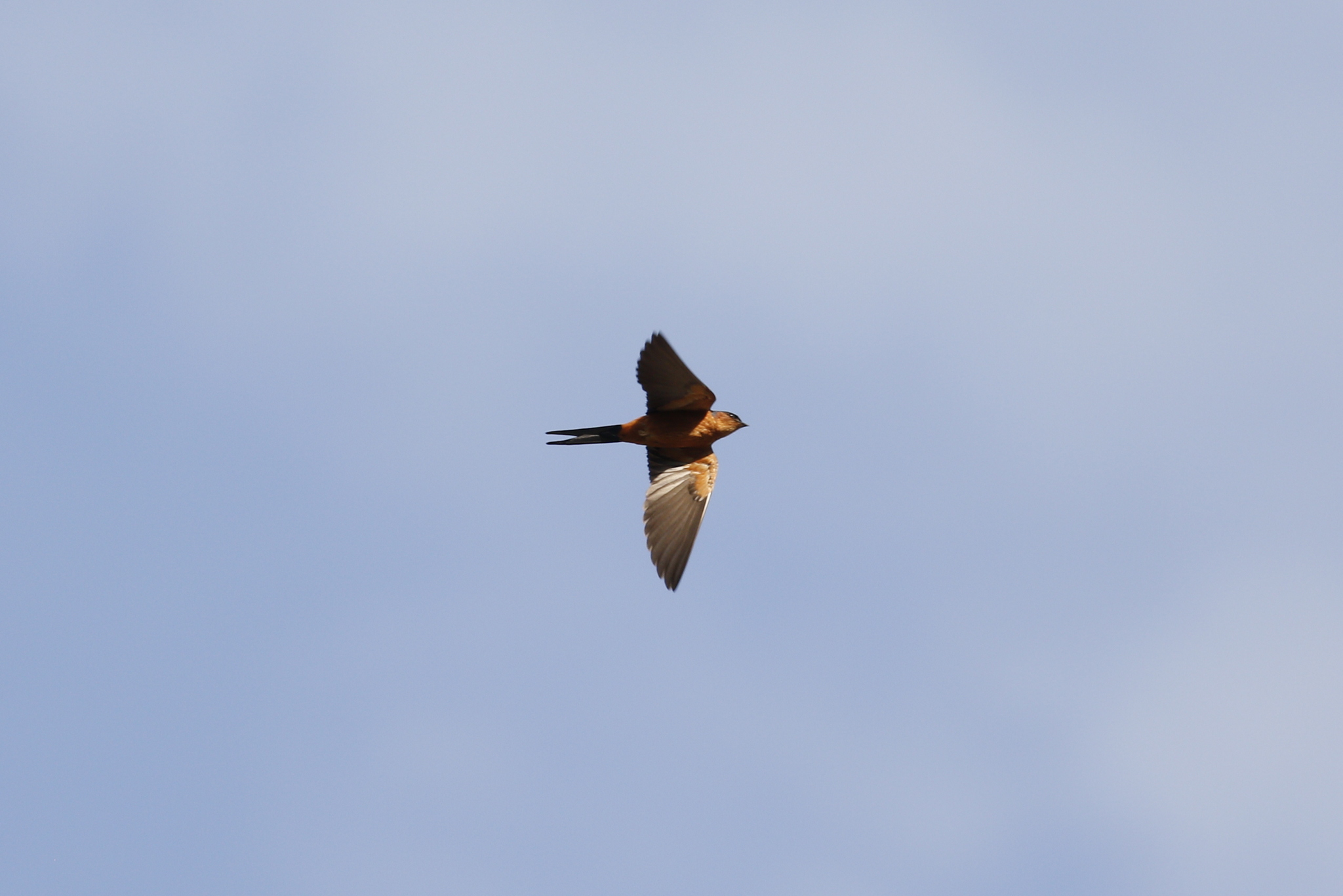 Sri Lanka Swallow (Cecropis hyperythra), photo 4