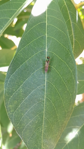 Sargus fasciatus
