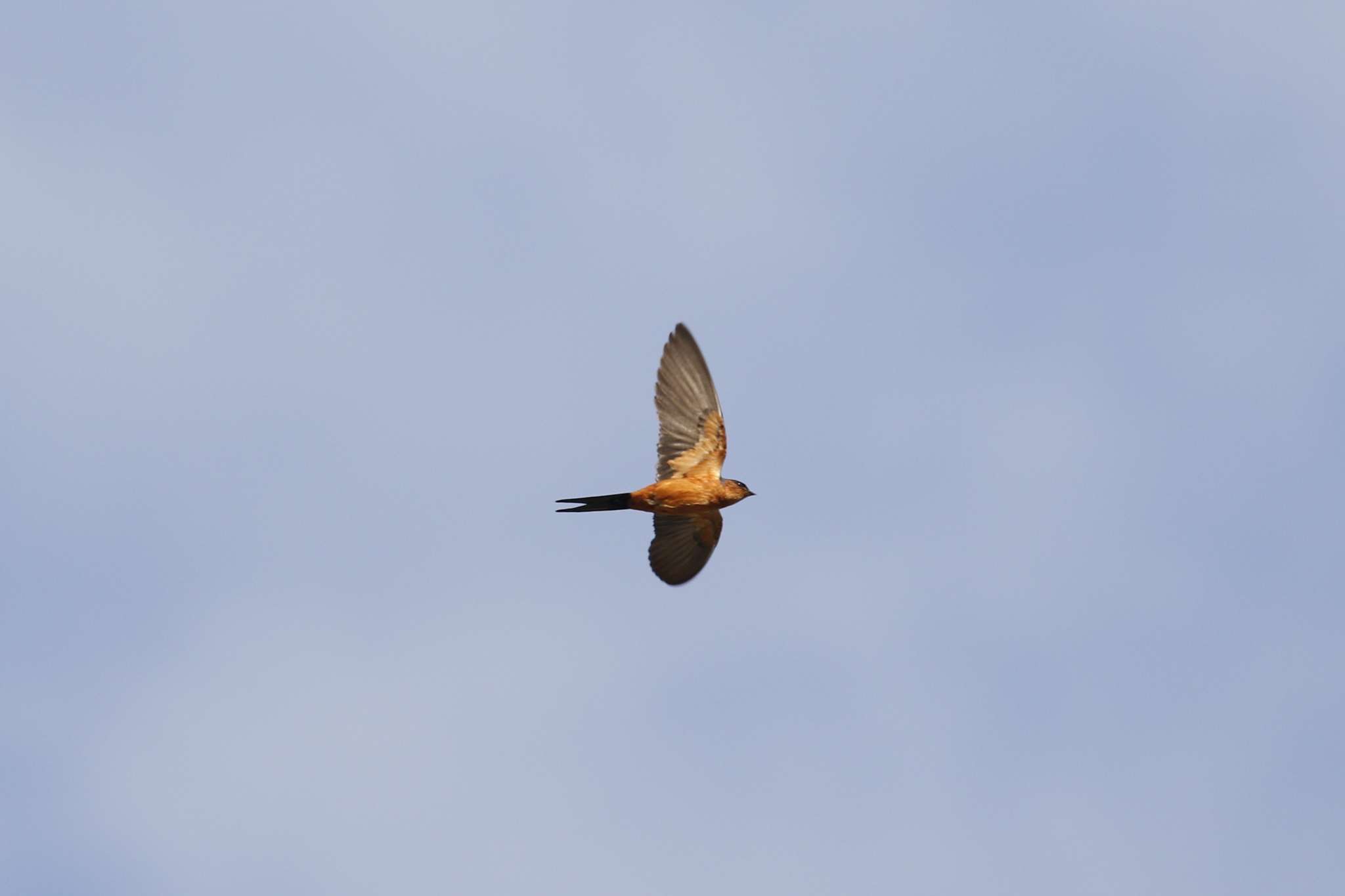 Sri Lanka Swallow (Cecropis hyperythra), photo 5