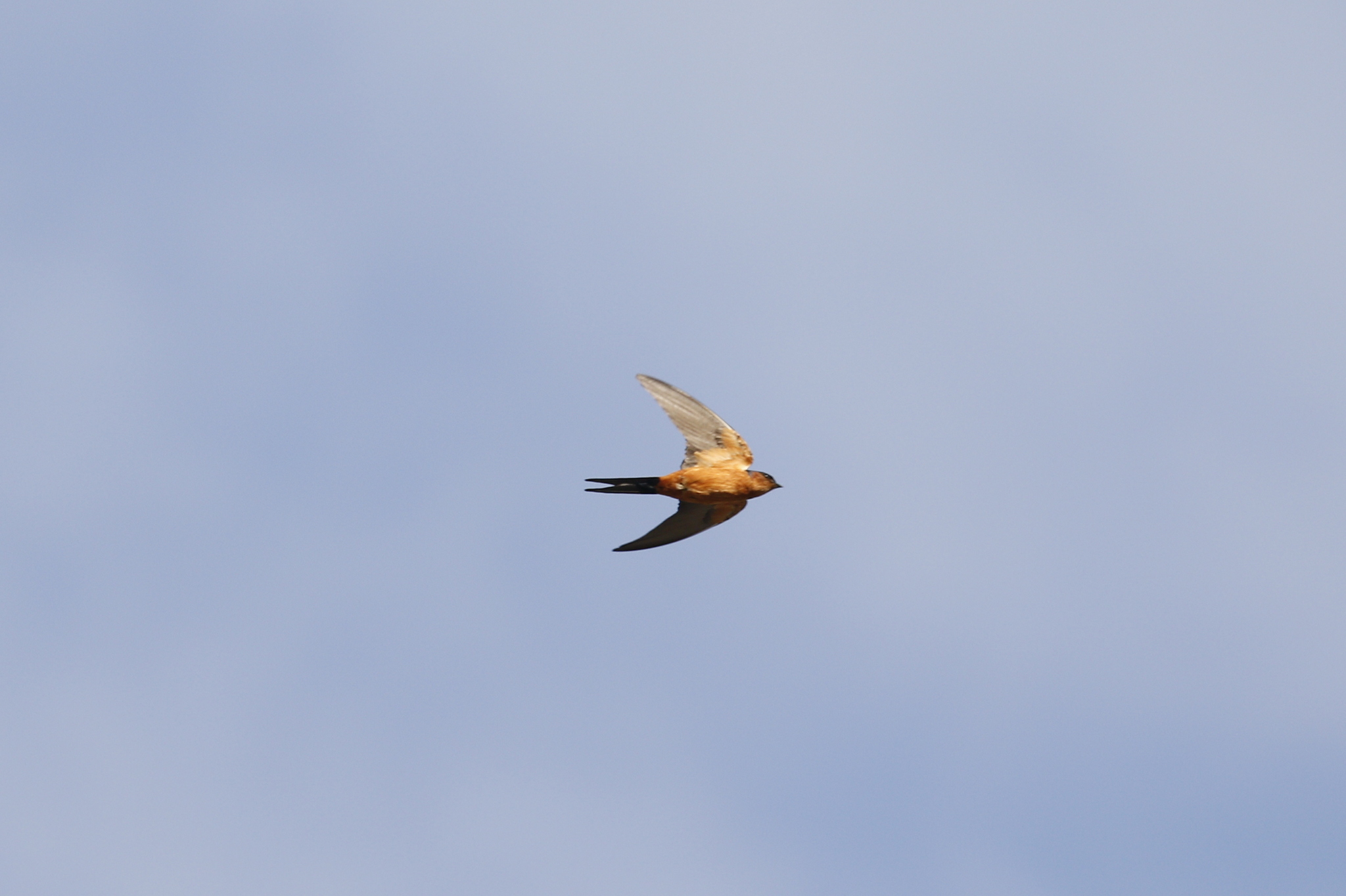 Sri Lanka Swallow (Cecropis hyperythra), photo 6
