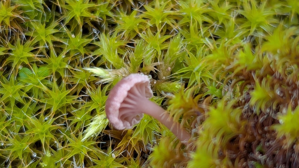 Omphalina galericolor