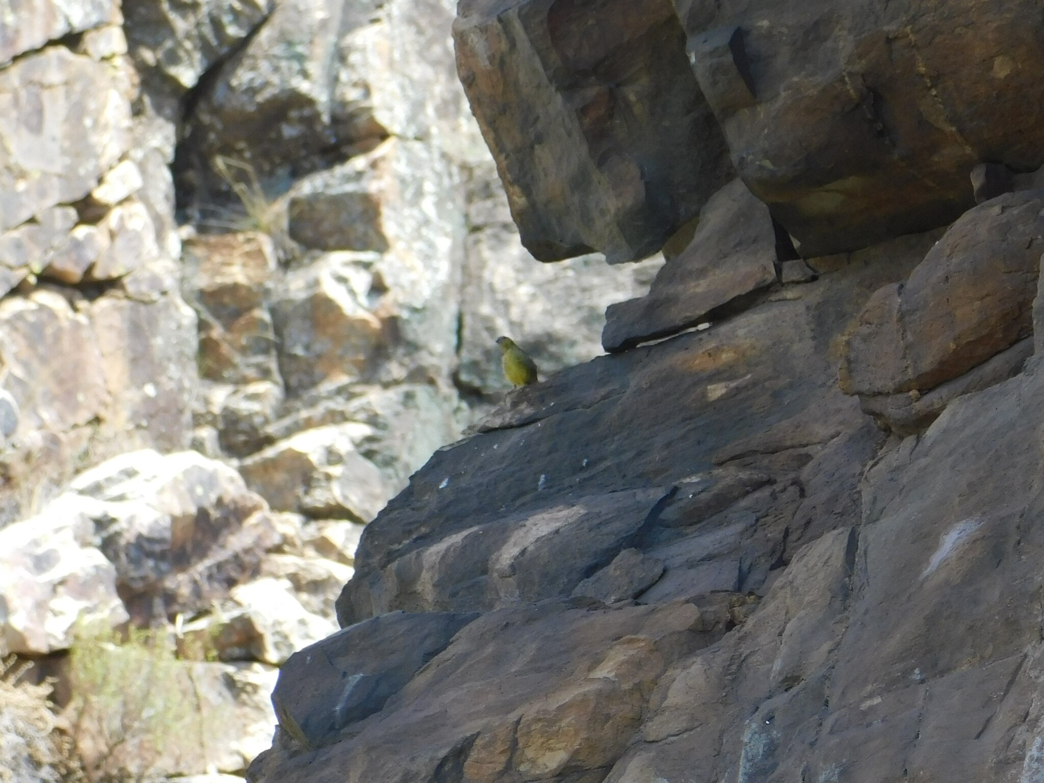 Greater Yellow Finch (Sicalis auriventris), photo 5