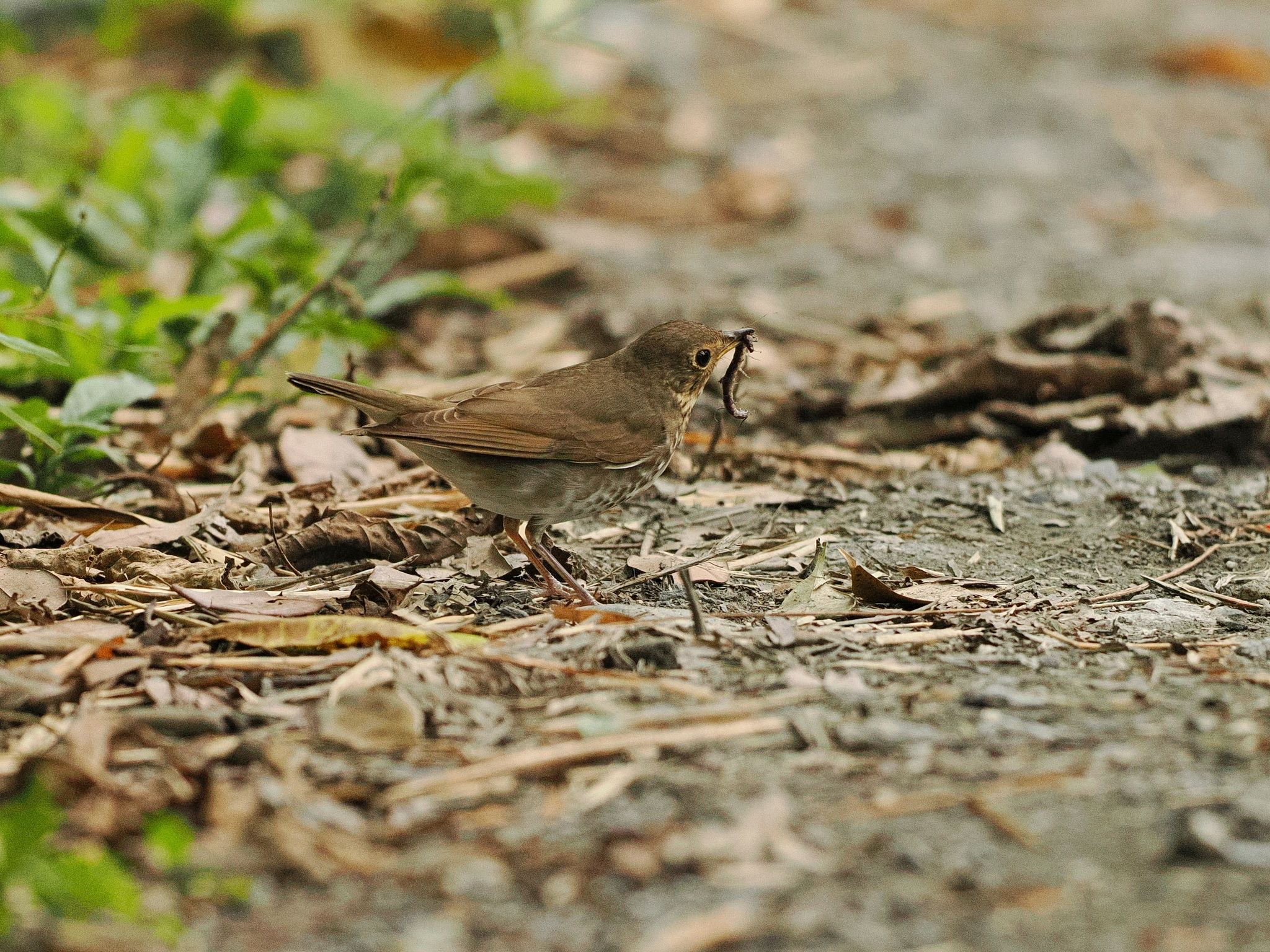 Swainson's Thrush (Catharus ustulatus), photo 6