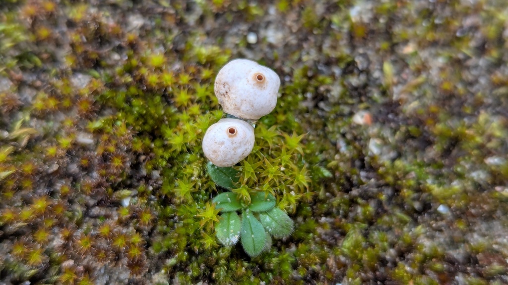 Tulostoma brumale · February 2026 · photo: © rudolphous (iNaturalist, cc-by)
