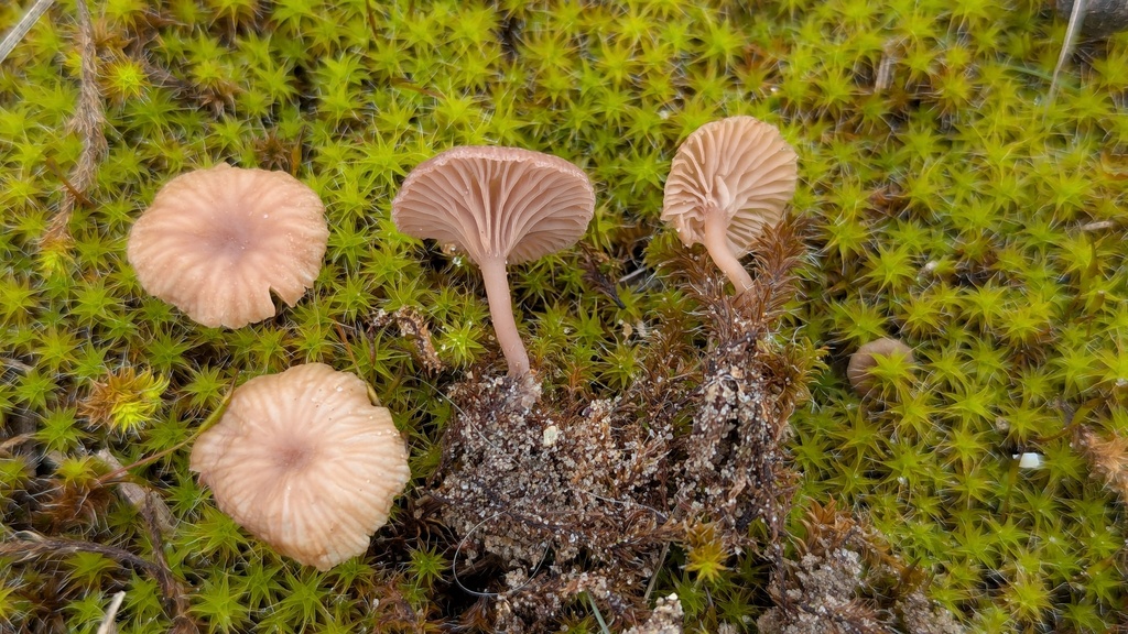 Omphalina galericolor · February 2026 · photo: © rudolphous (iNaturalist, cc-by)