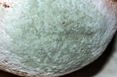 Penicillium digitatum