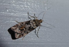 Eudonia submarginalis