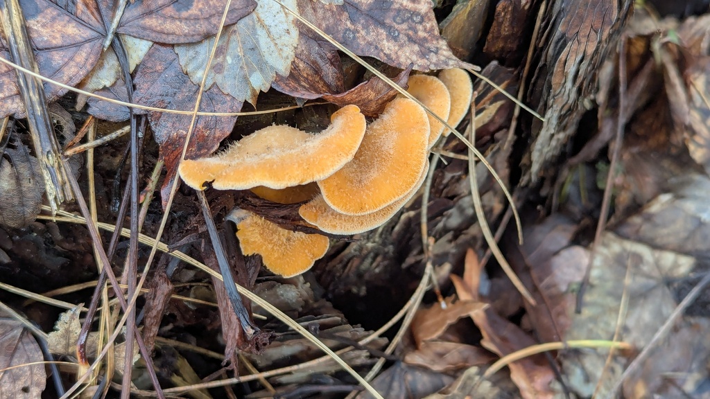 Phyllotopsis nidulans · February 2026 · photo: © rudolphous (iNaturalist, cc-by)