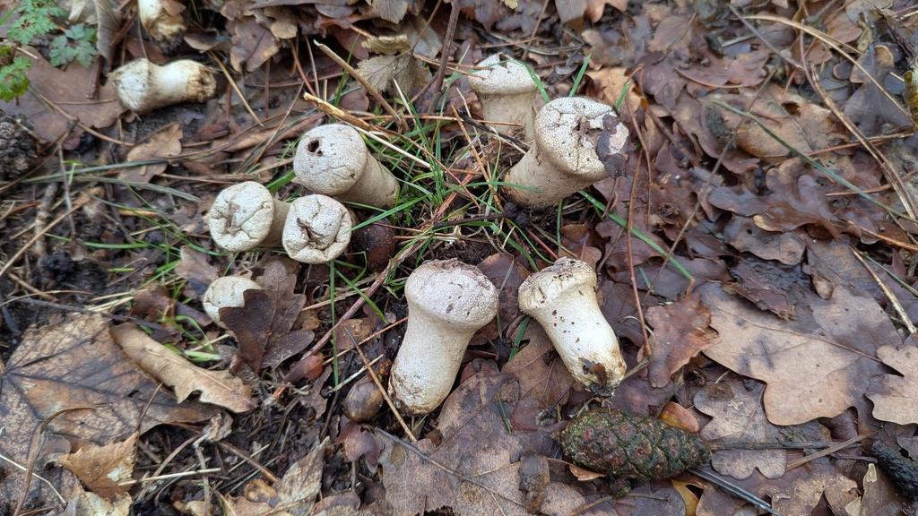 Lycoperdon perlatum · February 2026 · photo: © rudolphous (iNaturalist, cc-by)
