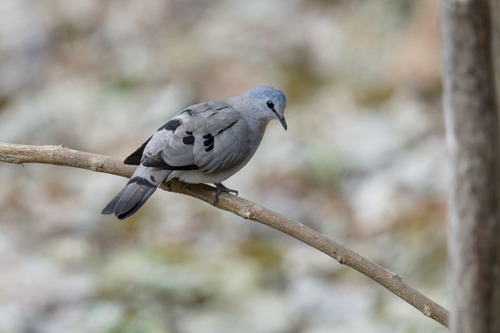 Black-billed Wood Dove (Turtur abyssinicus)