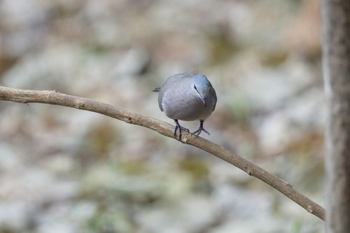 Black-billed Wood Dove (Turtur abyssinicus), photo 2