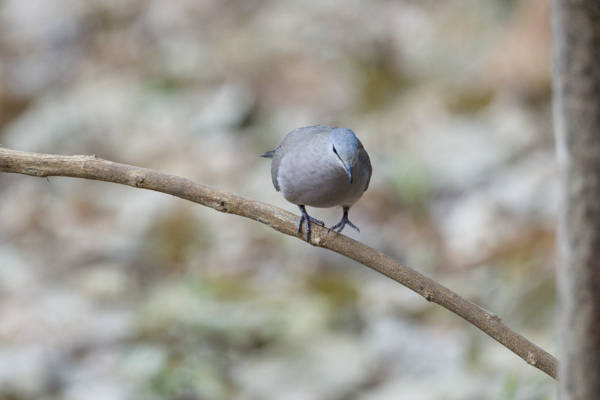 Black-billed Wood Dove (Turtur abyssinicus), photo 2