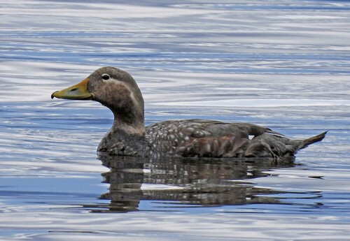 Flying Steamer Duck (Tachyeres patachonicus), photo 4