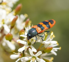 Castiarina crenata