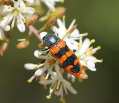 Castiarina crenata